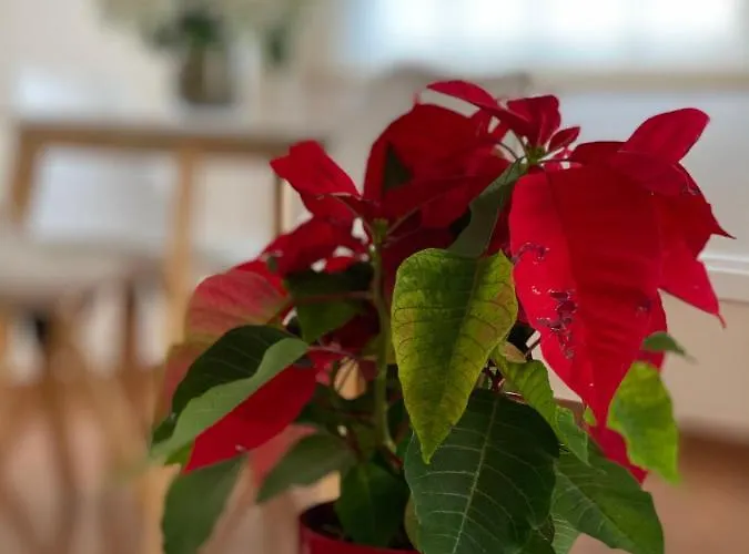 Piso Auditorio Centro La Orotava