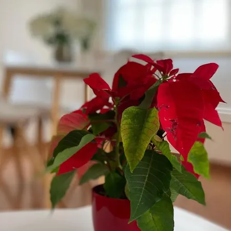 Piso Auditorio Centro 拉奥罗塔瓦